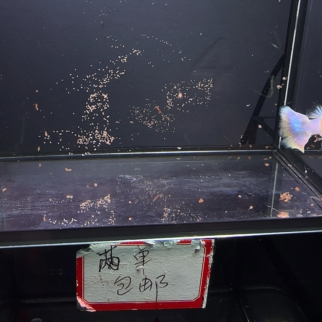 孔雀鱼幻彩白子一对