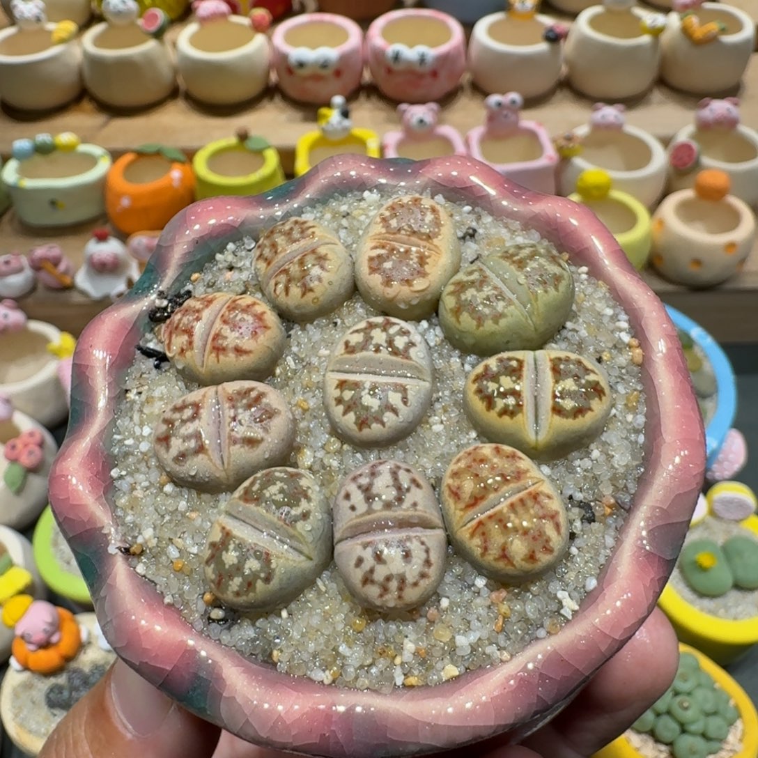 蘑菇1214丽虹多肉植物