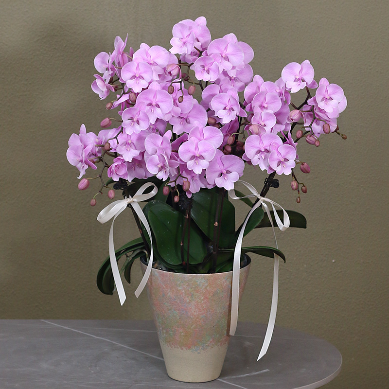 蝴蝶兰【禹城王子】带花带盆组好伴手礼送礼茶桌婚礼工位美化装饰