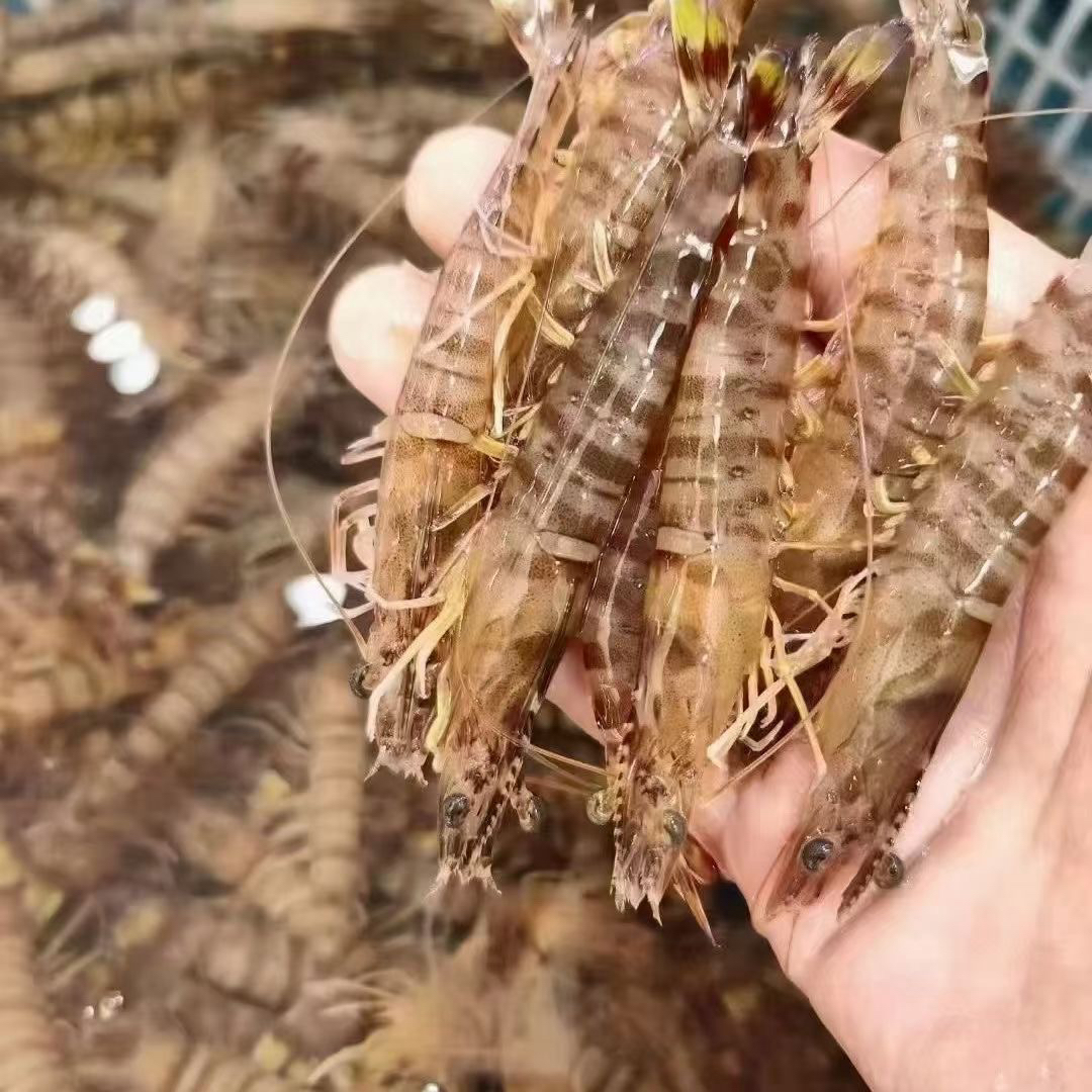 鲜活基围虾（多规格可选）s