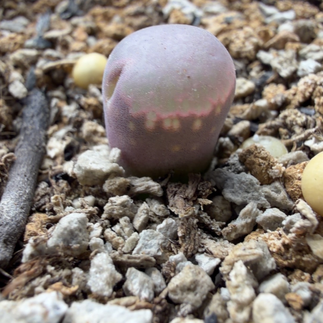 蟹***蟹一个不知道什么东西683号