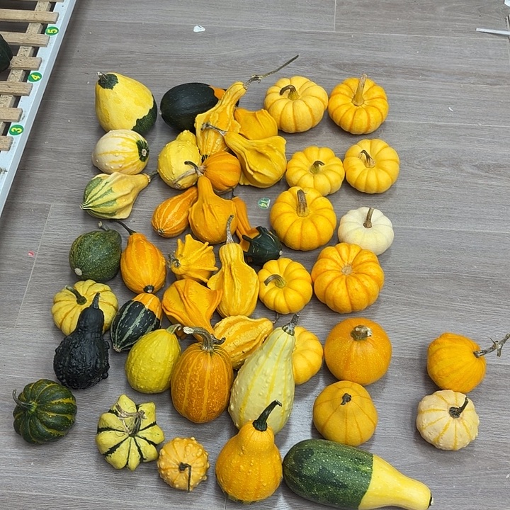 墨西哥葫芦疙瘩葫芦