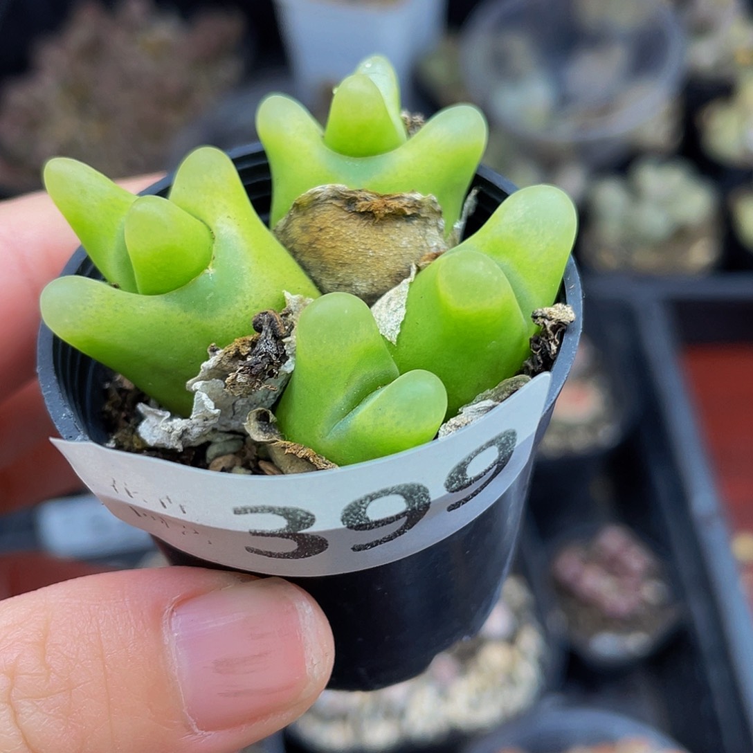 399000000花花花花花