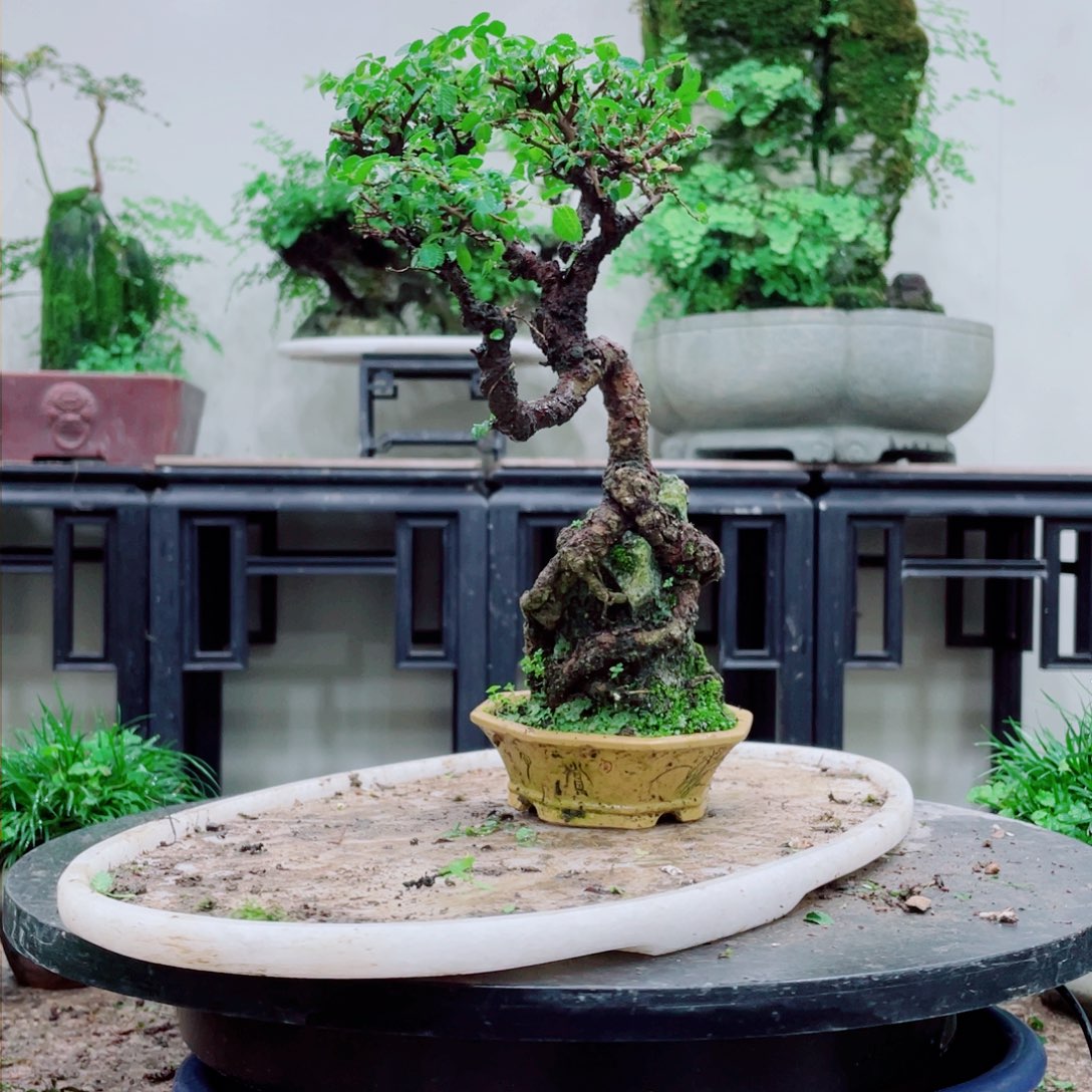 无铅玻璃太****城铁线蕨铁线蕨是一种植物的根