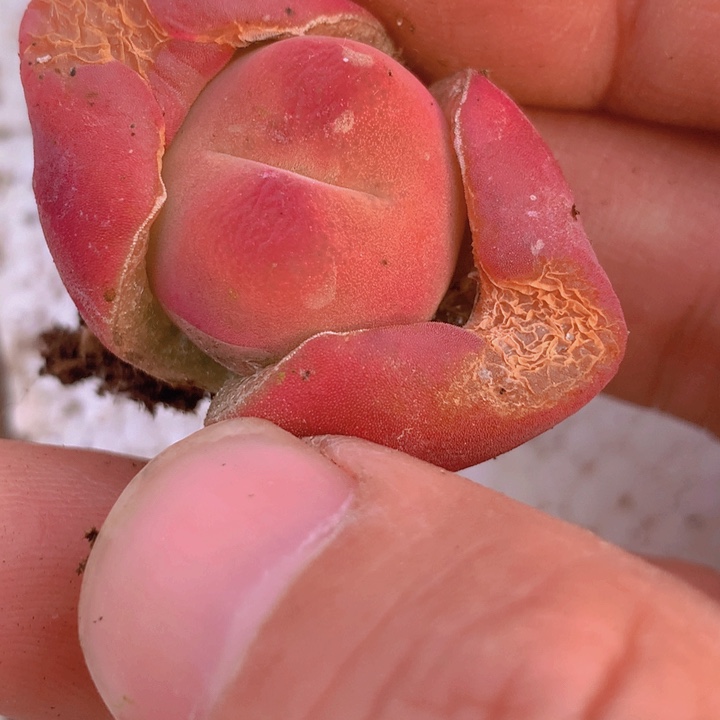 1555566666666696966966669