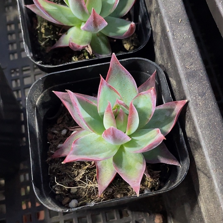 惊鸿3.8带哦土发货