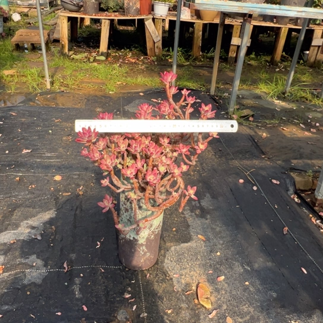 精品红稚莲妖桩加盆打包