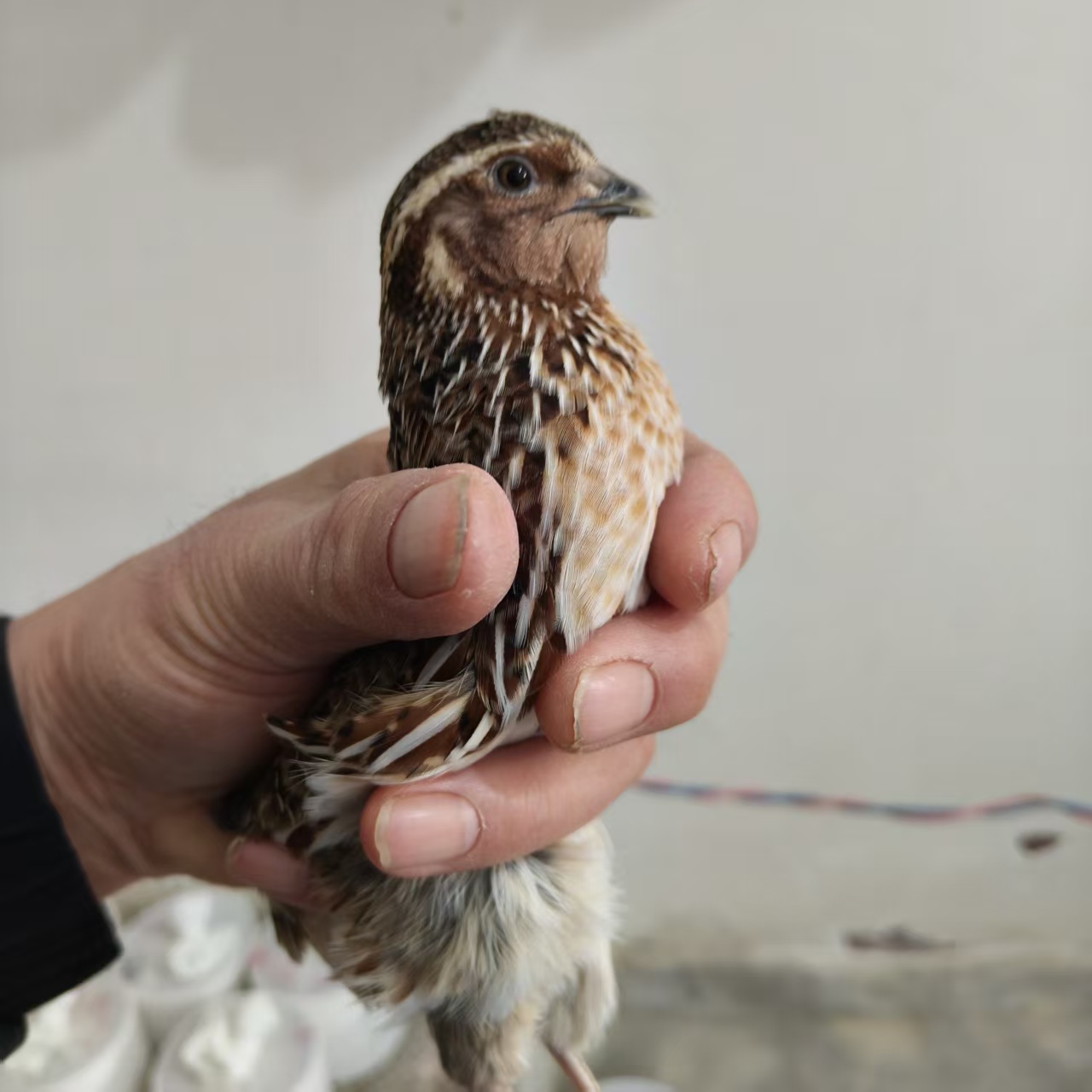 斗鹌鹑迷你宠物串子生头鹌鹑手把鸟把玩斗架鹌鹑活体