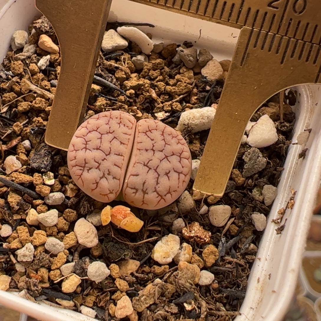 粉荒189多肉植物百科