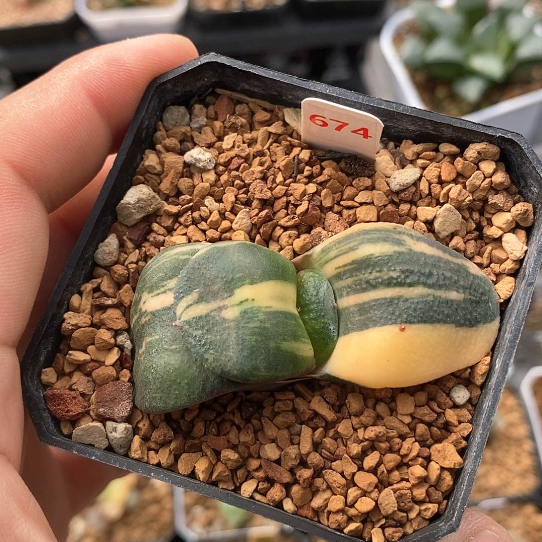 红陶674号军配卧牛锦一物一拍