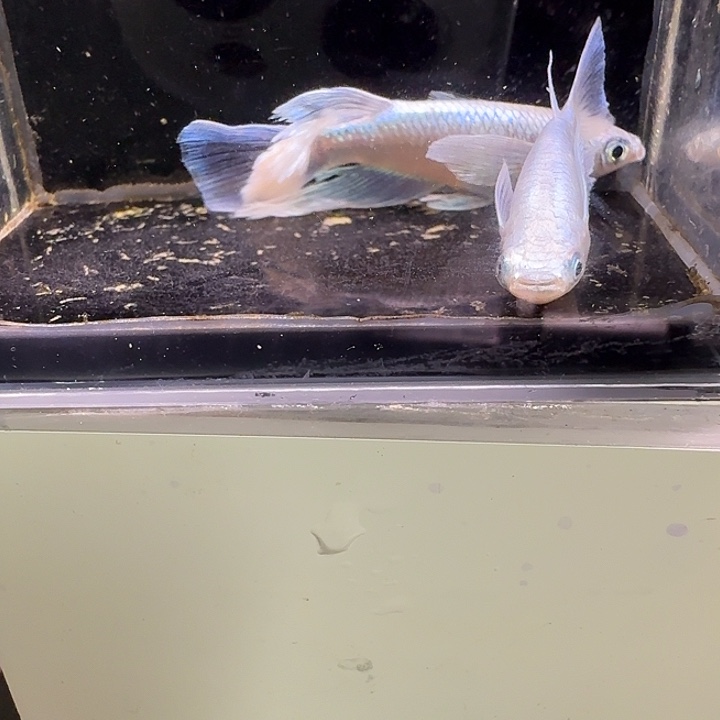 青鳉鱼一物一拍691