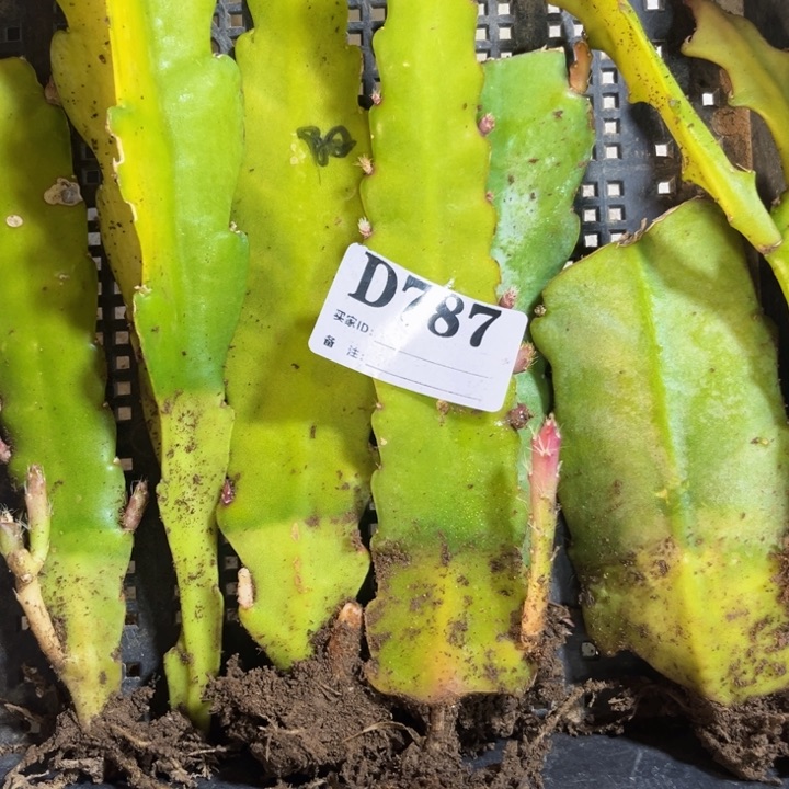 当前无花栽培后可以开花?***?787