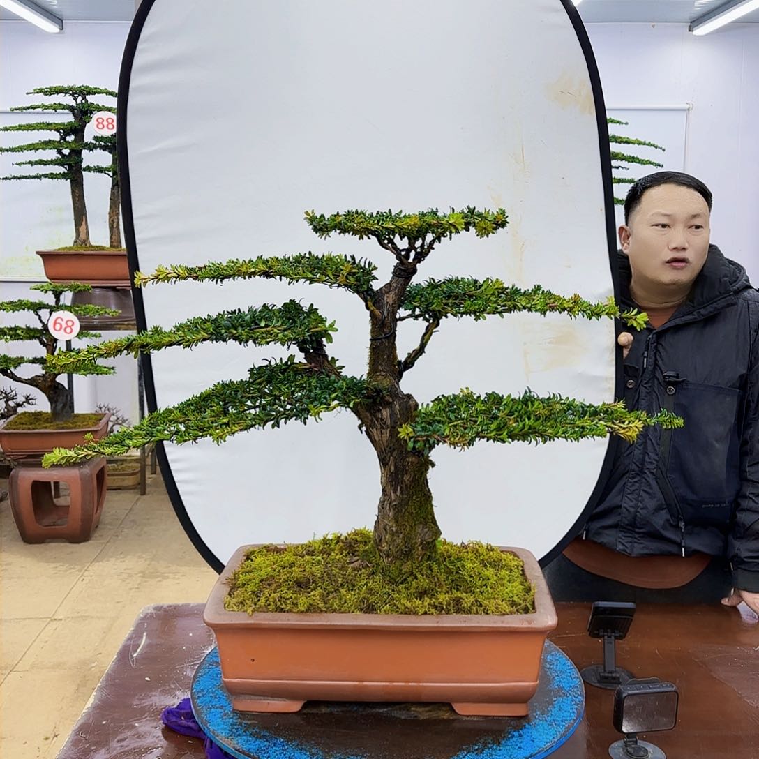 盆景欢迎大家一起来捡漏