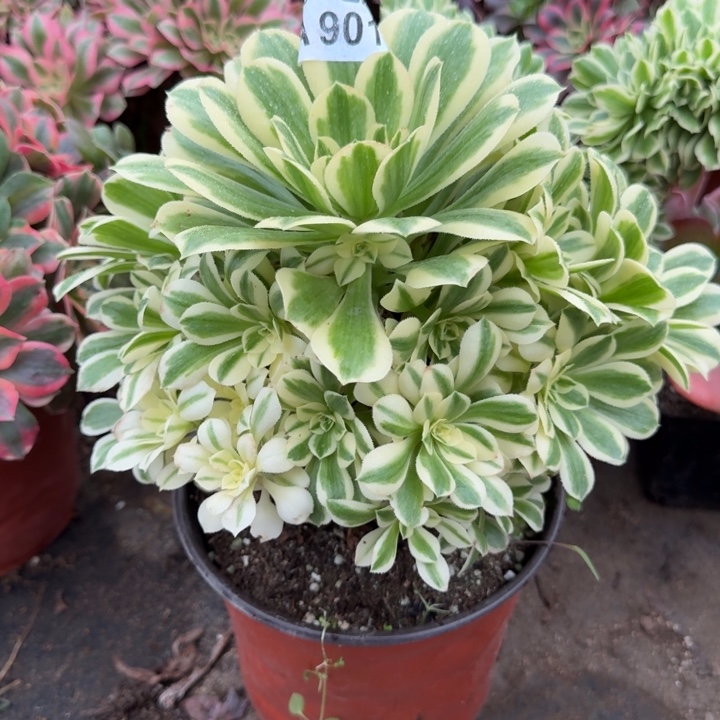 满20包邮，零下拍保温，901迈巴赫