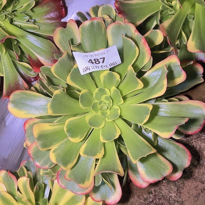 487特斯拉多肉植物