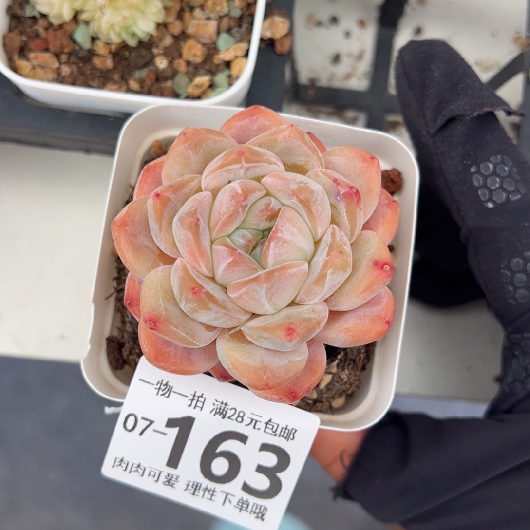 雪厚多肉多肉多肉多肉