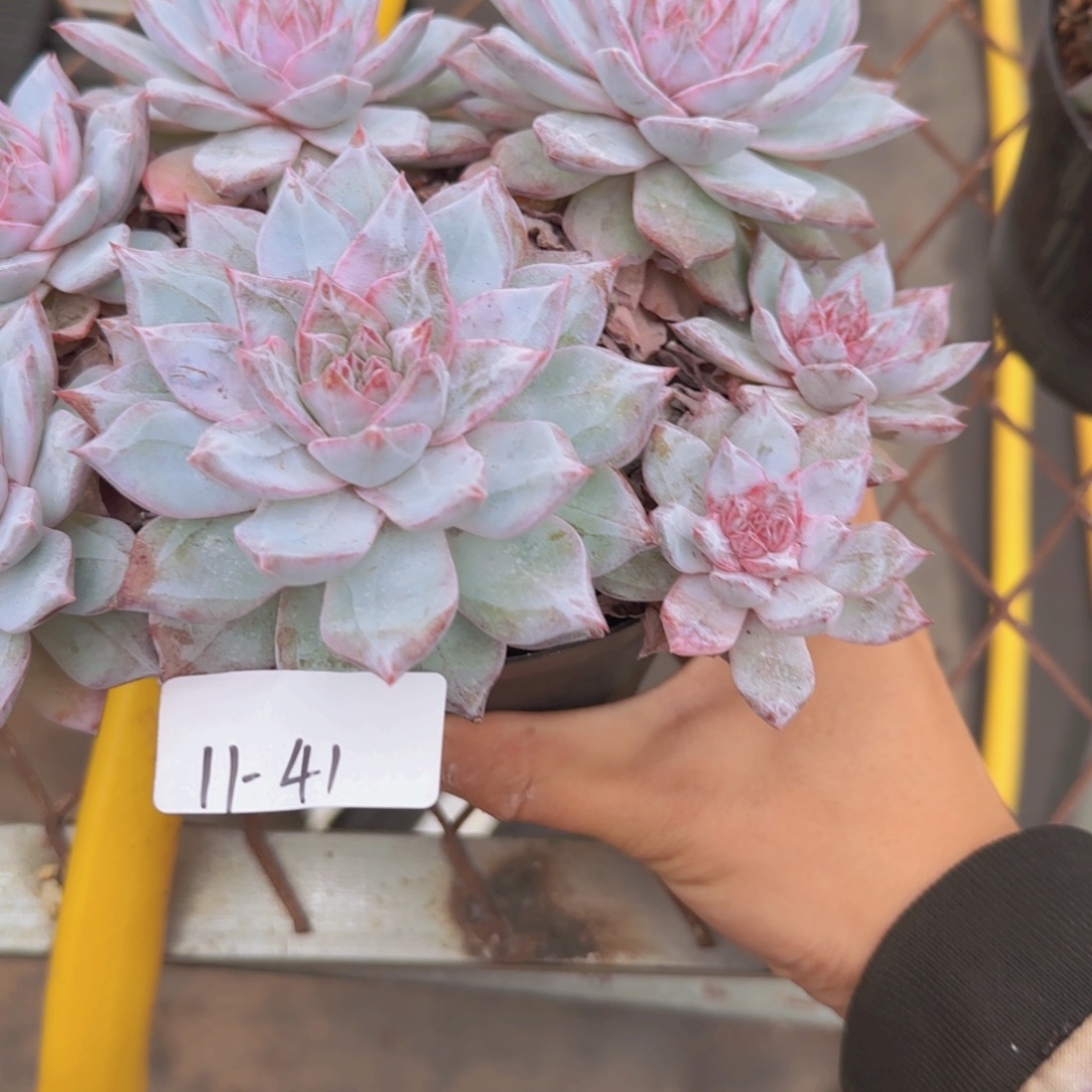 11-41多头粉蓝鸟多肉