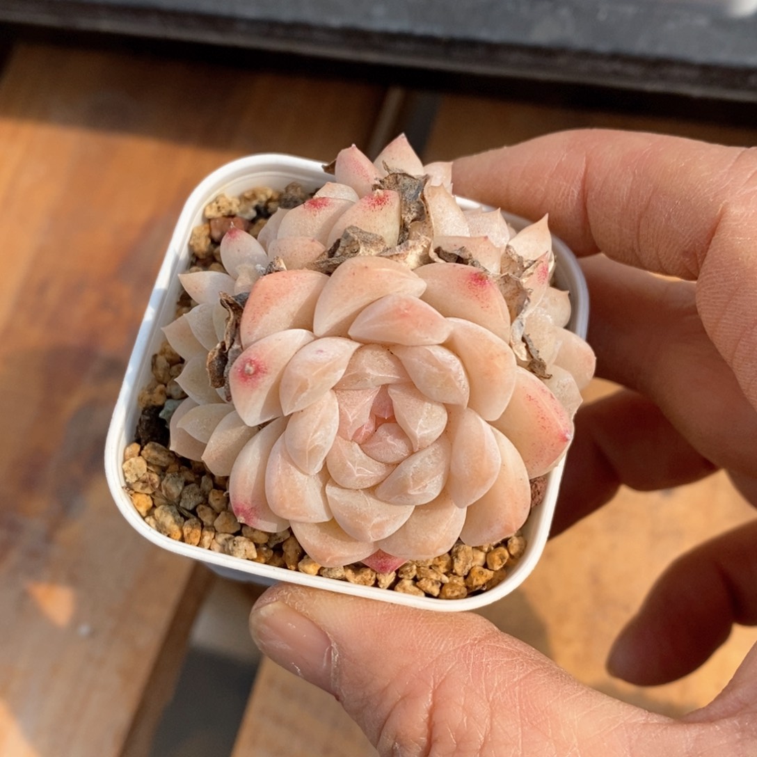 精品多肉一物一拍不包整50