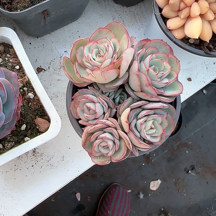 青蛙王子儿童牙膏111