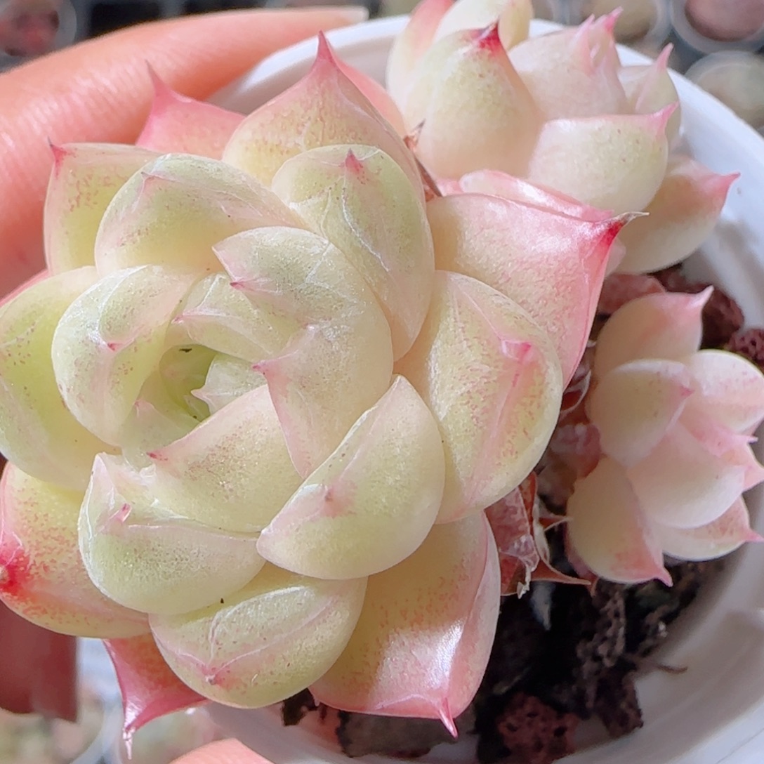 花语多肉1221-144散