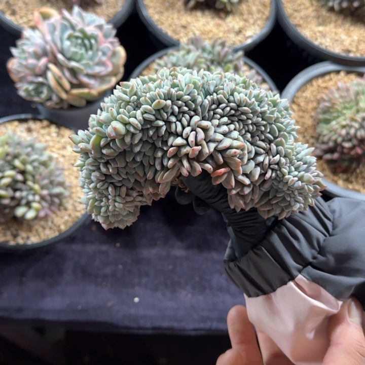 15厘米的尺寸一物一拍的