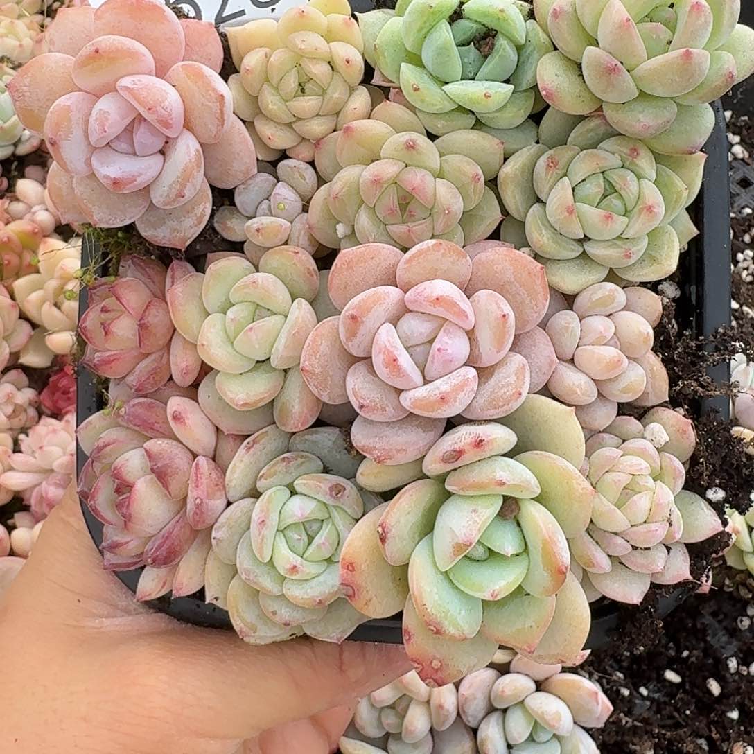 杂交新品珍妮多肉1528