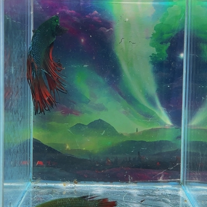 紫印母鱼哈哈好的小男孩的母亲