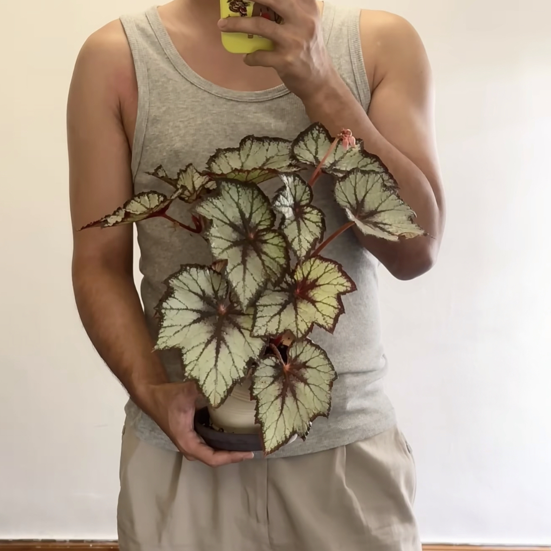 白雪公主秋海棠室内观叶植物耐阴好养易活绿植盆栽适合书房客厅