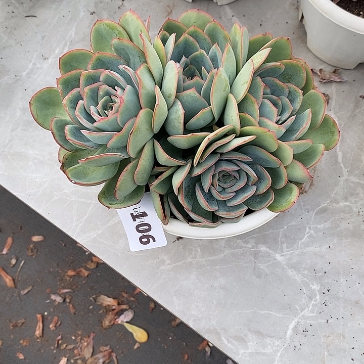 闫***106晨露多肉植物多肉