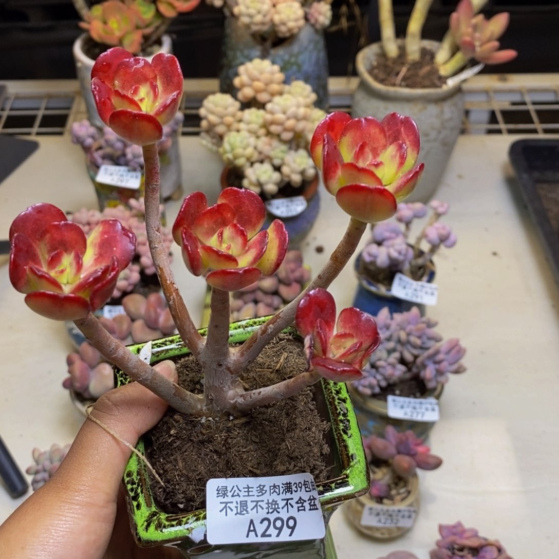 299红梅多肉肉7c m