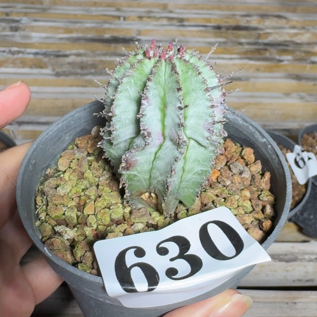 白衣魁伟玉有疤不售后一物一拍多肉