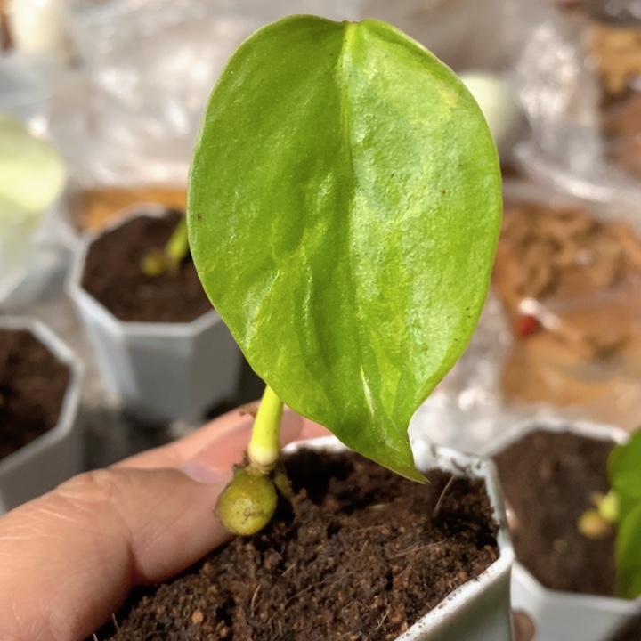 北***悦完全开放种子苗龟背竹