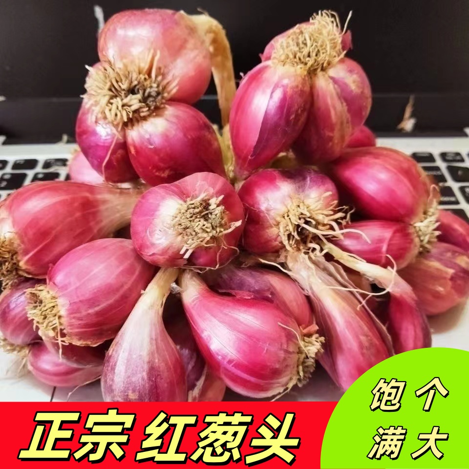 正宗广西红葱头四季小香葱懒人种植油葱干葱头商用红皮火葱