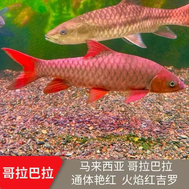 哥拉巴拉红吉罗鱼山河之王Tembat清水河马来西亚进口鱼观赏鱼吉罗