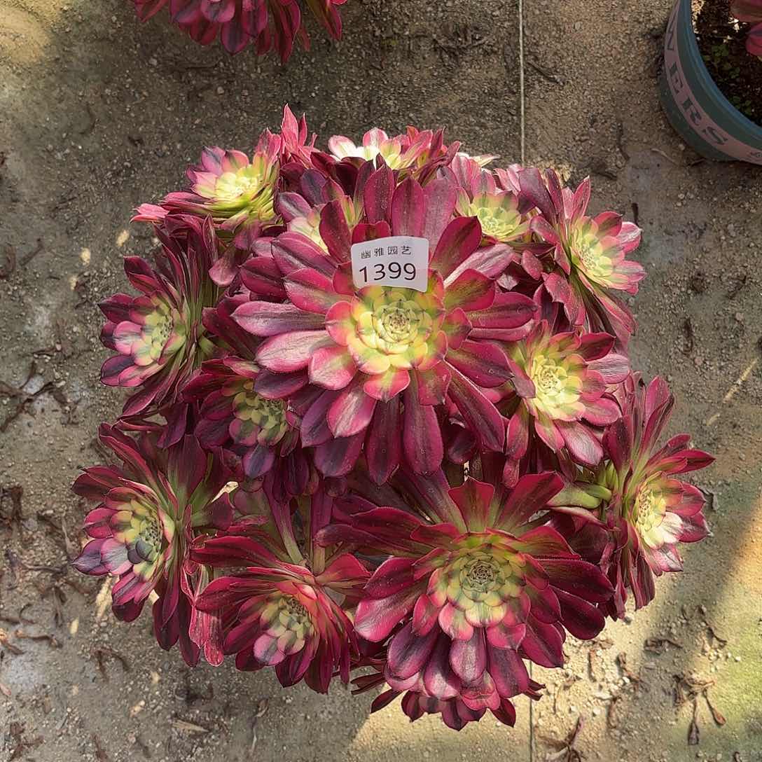 多肉法师维纳斯1399