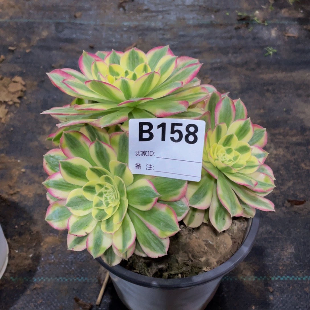 意***意158玉滋11111多肉