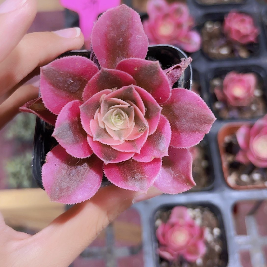 精品粉女巫多肉植物