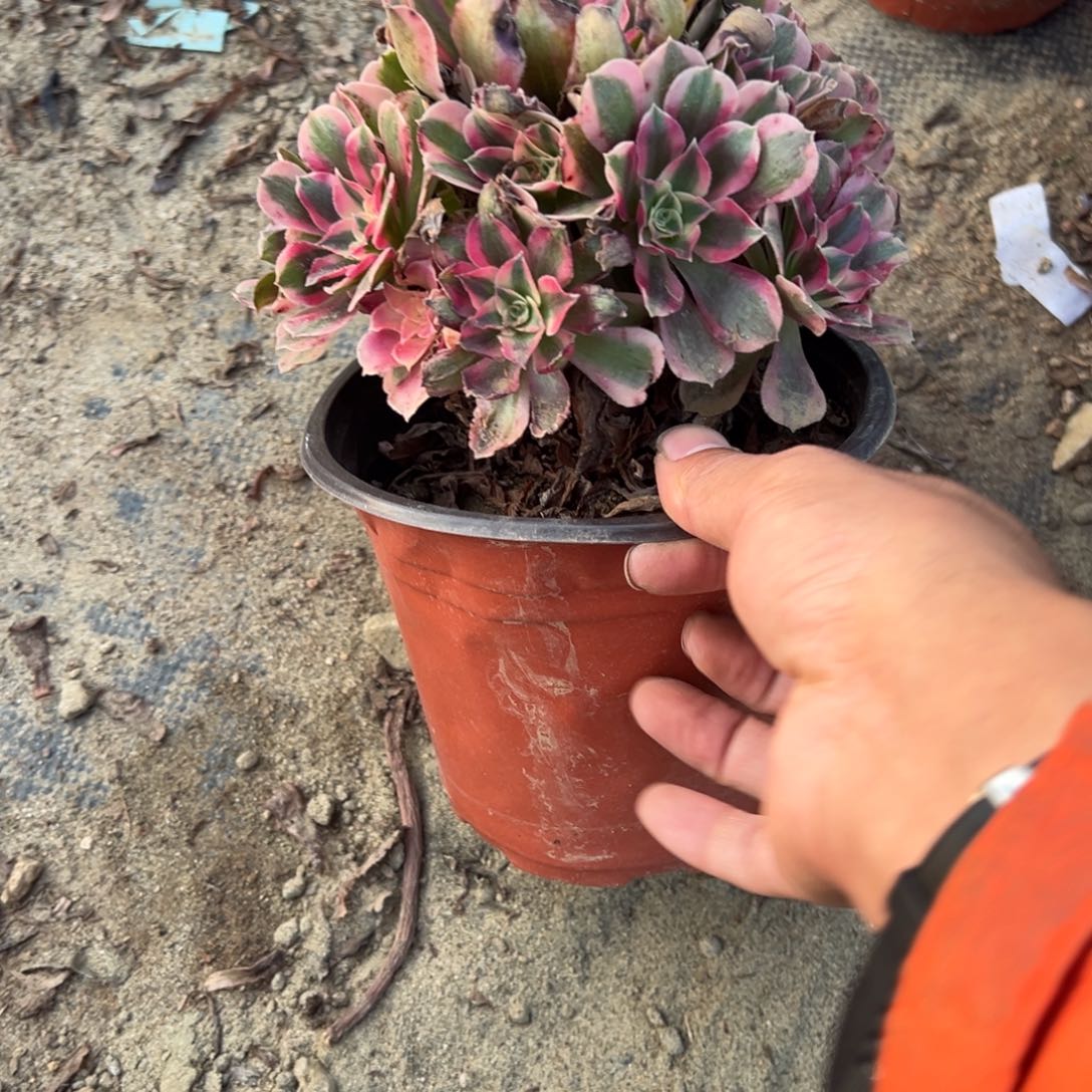 541粉女巫多肉植物