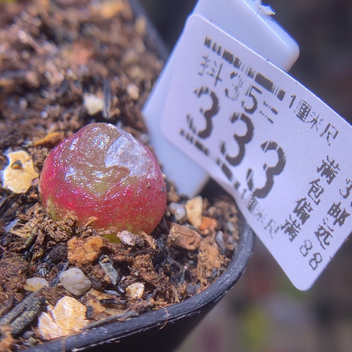 精品生石花35.333