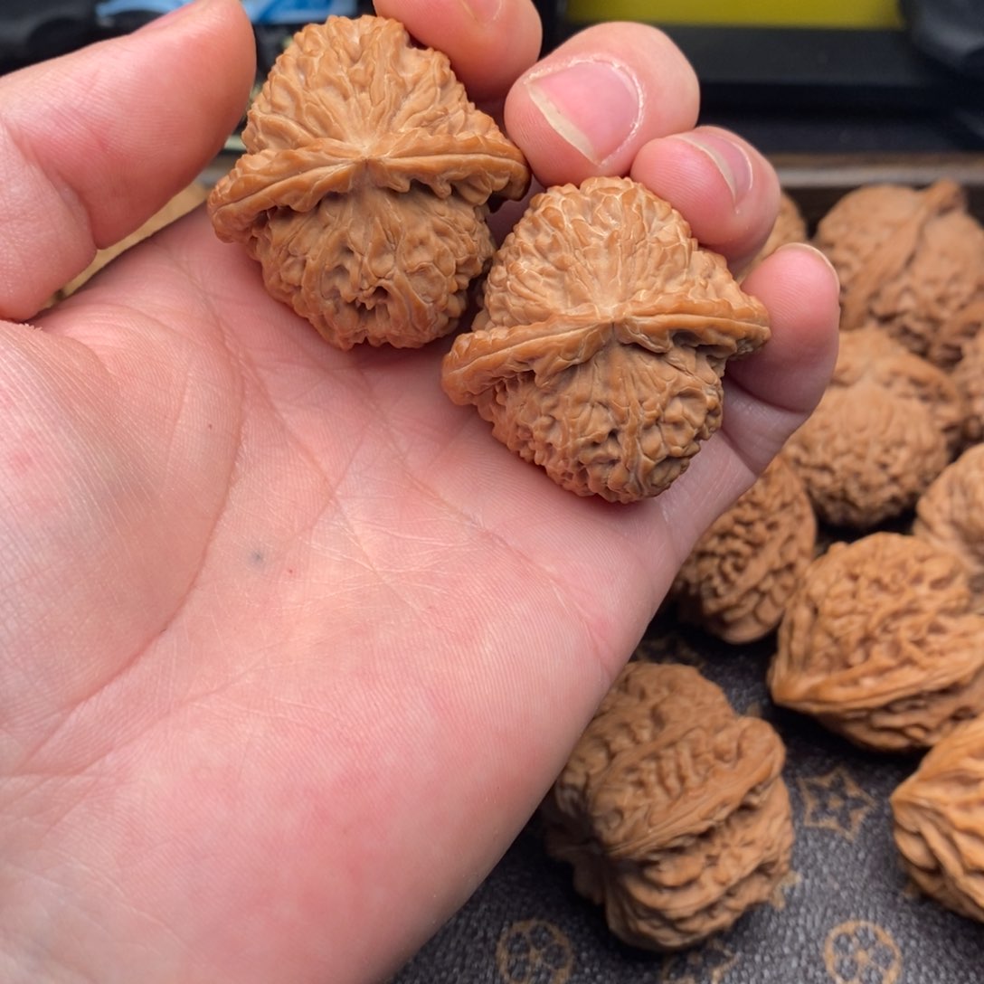 41全品三角白狮子头