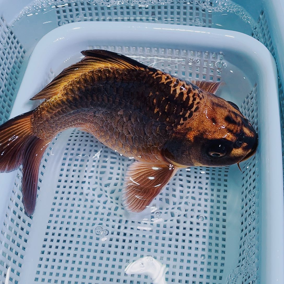 锦鲤锦鲤冷水观赏鱼130