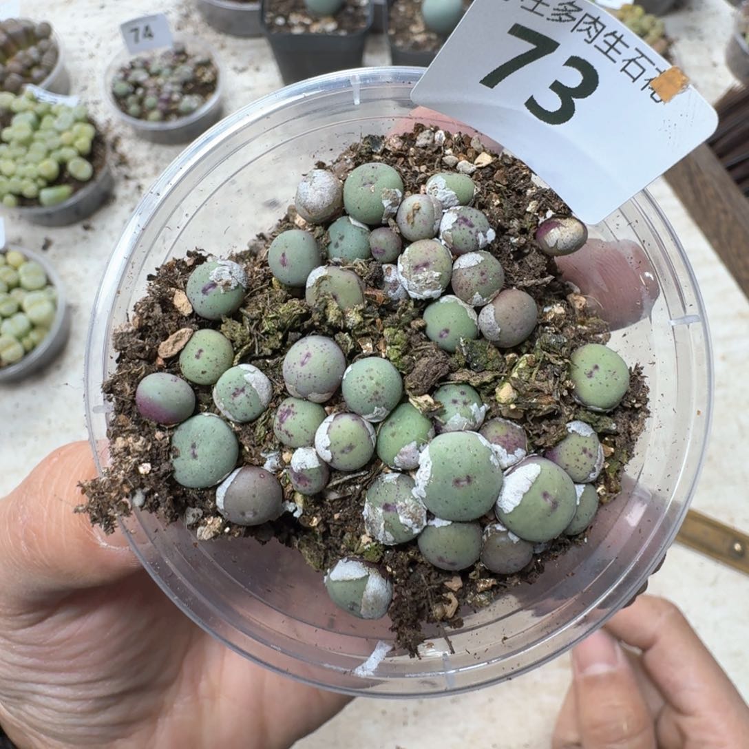 73。 小红嘴中型小型嘴。编号混合嘴