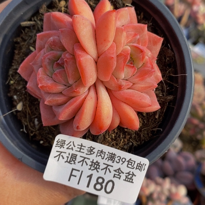冰魄5cm180多肉植物