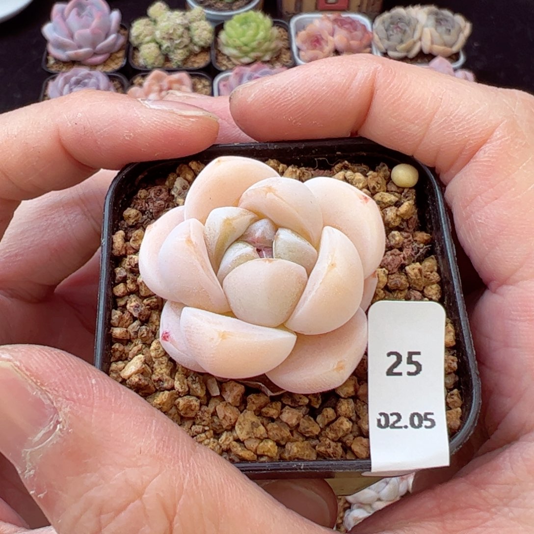 冰梦25、哈哈哈哈