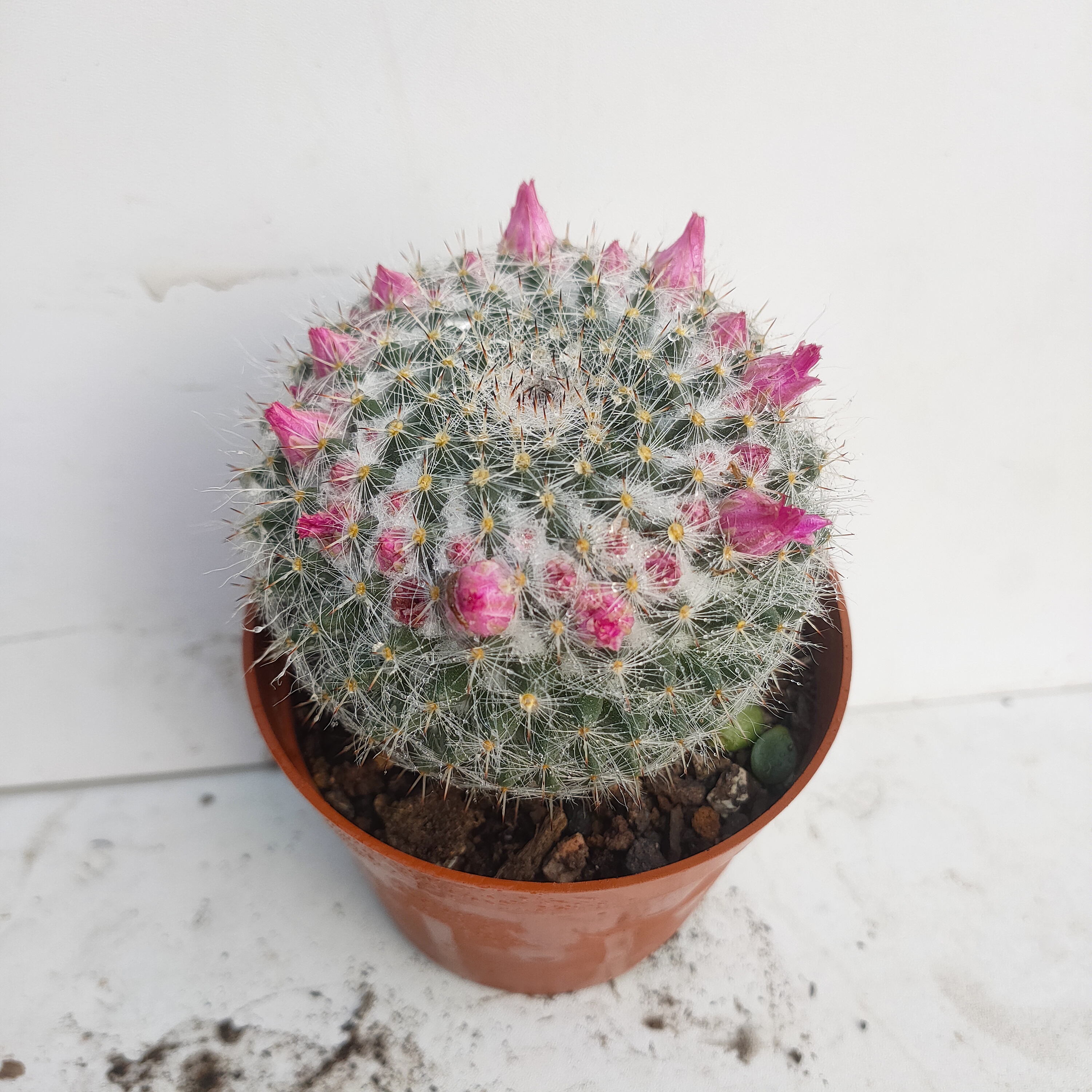 玉翁 仙人球满20包邮 不带盆土发货会沾土 长沙星昊多肉植物