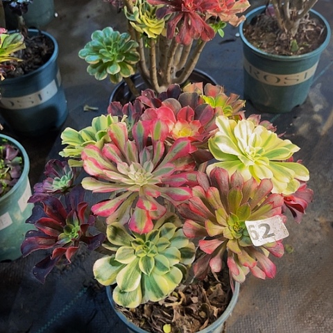 静****法师嫁接法师嫁接有62