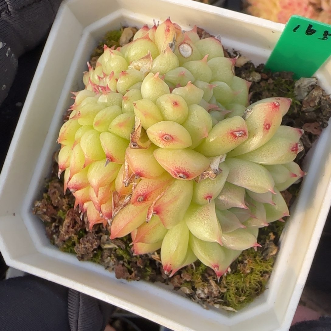 多肉 165  麦秆缀  6厘米盆