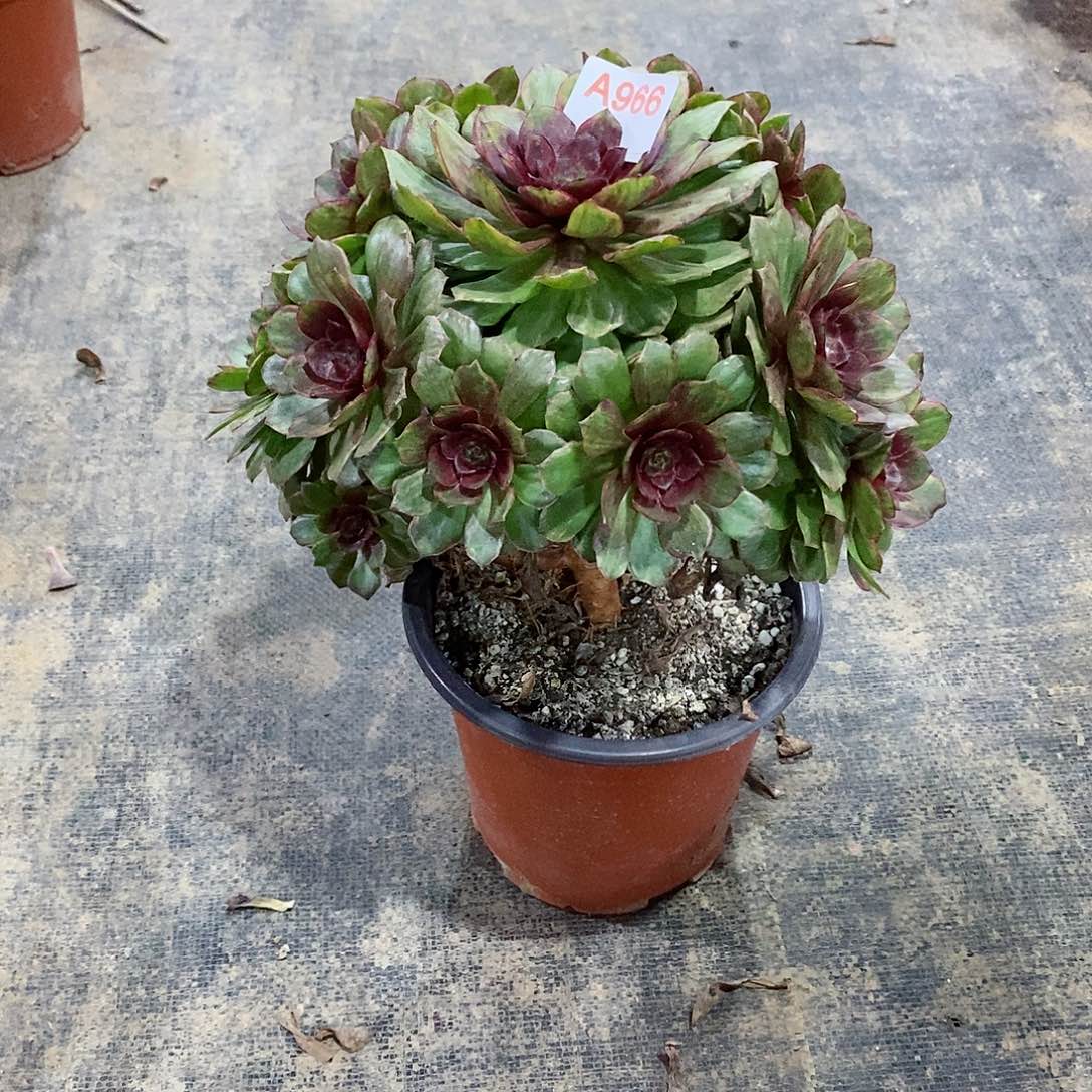 红丝绒966多肉法师