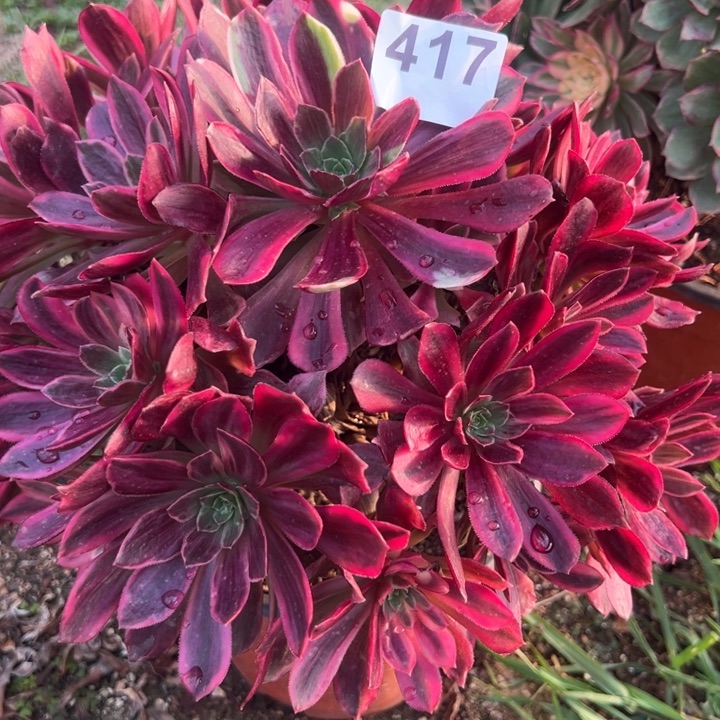 417婚纱多肉植物花花