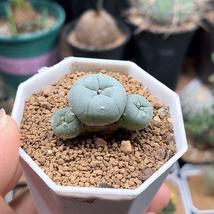 无花朵特白肌海鲜实生群4cm